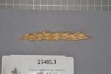 Click for 1 image(s) for this accession. Spike